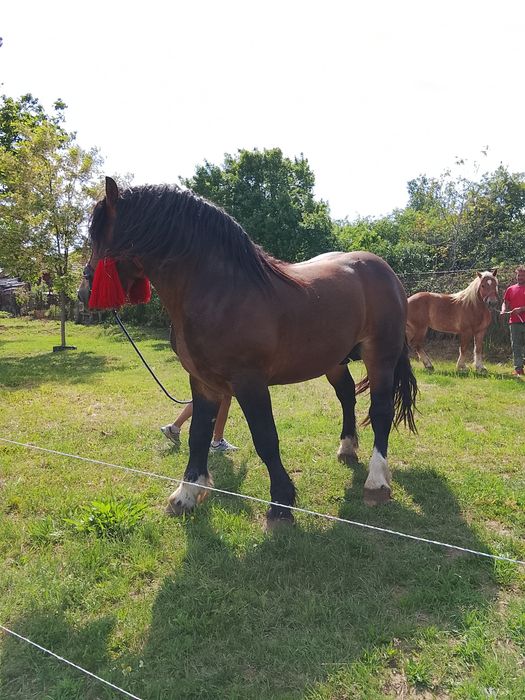 VÂND SAU SCHIMB!!!UN MÂNZ MAI SPECIAL!!pentru mai multe detalii sunați la 0757167124!!!