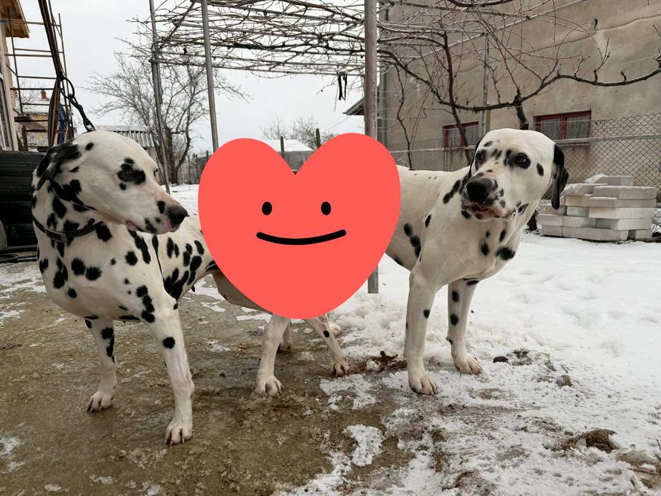 Далматин/Далматинец