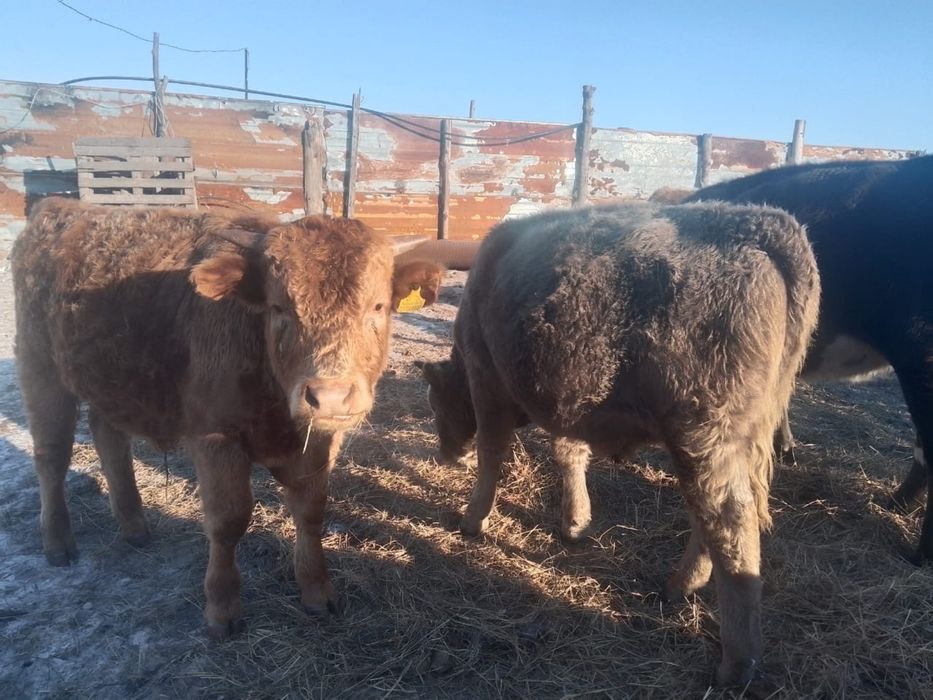 Еркек бұқа сатылады.