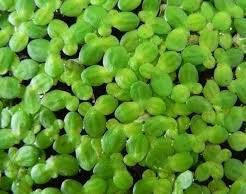 Аквариумные растения