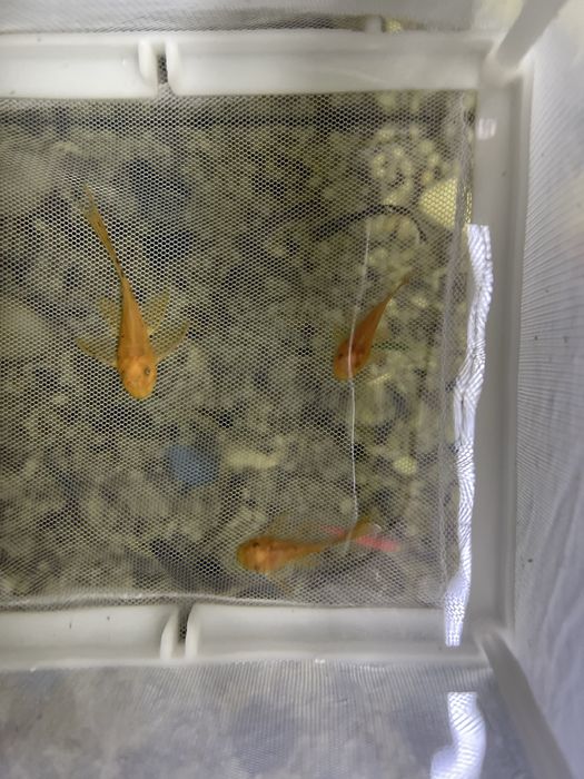 Анциструс вуалевый леопард номерные сомы LDA-016