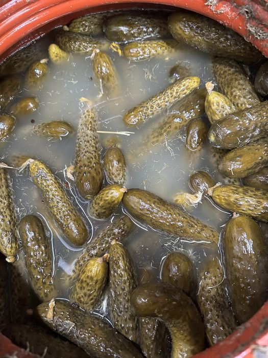 Castraveti murati la saramura