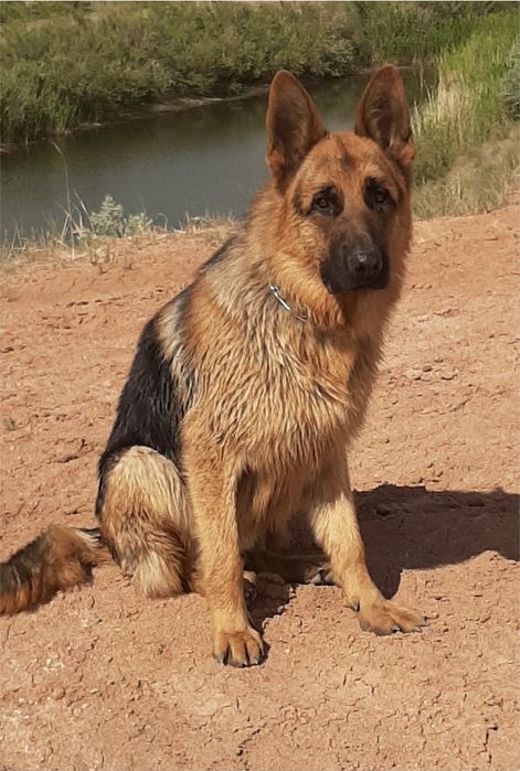 Кобель для вязки