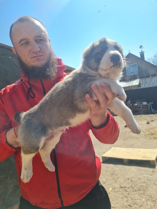Щенки САО (Алабай)