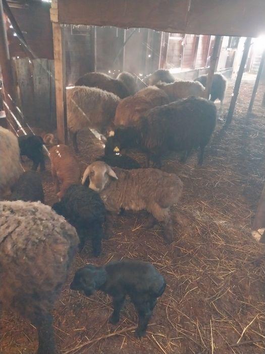 Овцы с ягнятами только оптом