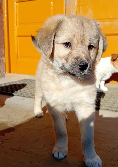 Donez cățeluşă de 2 luni