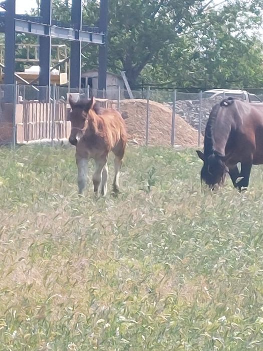 Vând iapă murgă de 5 ani cu mânză de 2 luni.
