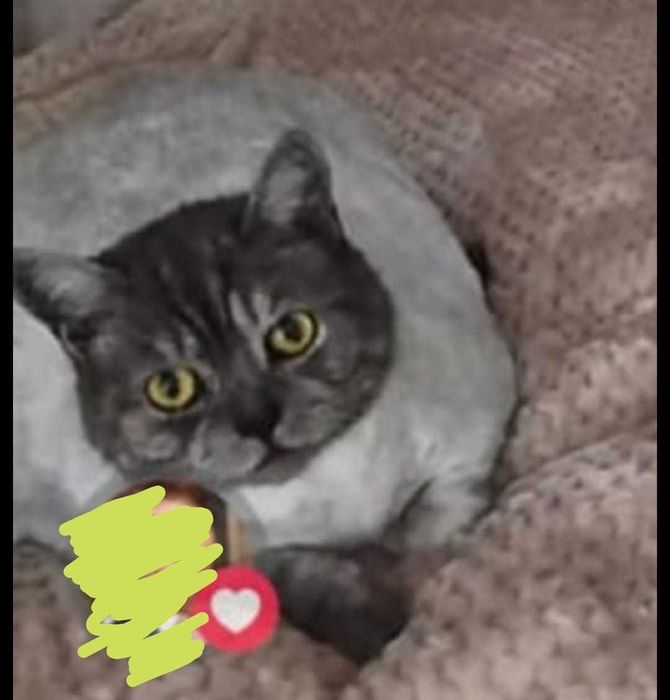 Пропал британский кот