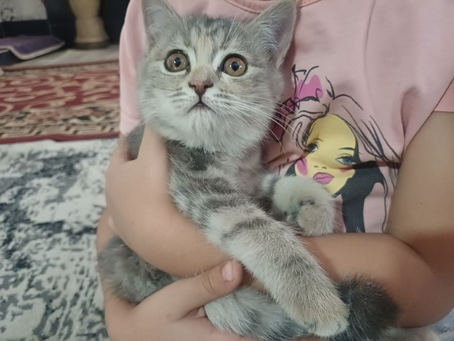 Birinchi marta anal porno video