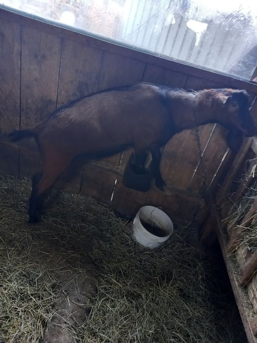 Vând o capră saanen cu lapte și un țap alpin francez
