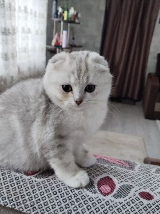 Продам котенка,мальчик