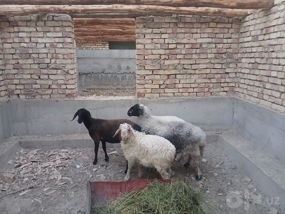 Qazoqichalar sotiladi oqchalar