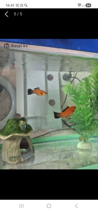 Аквариум с рыбками