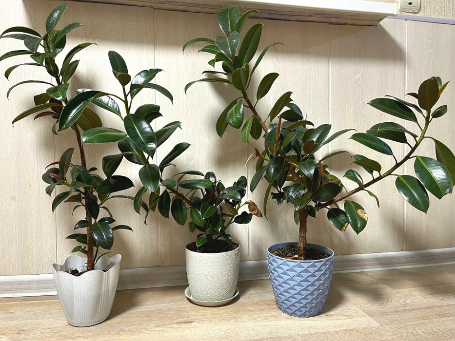 Цветы домашние - Фикус.