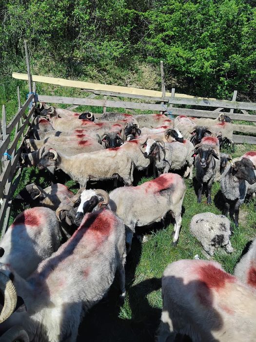 Vând 36 de oi cu lapte