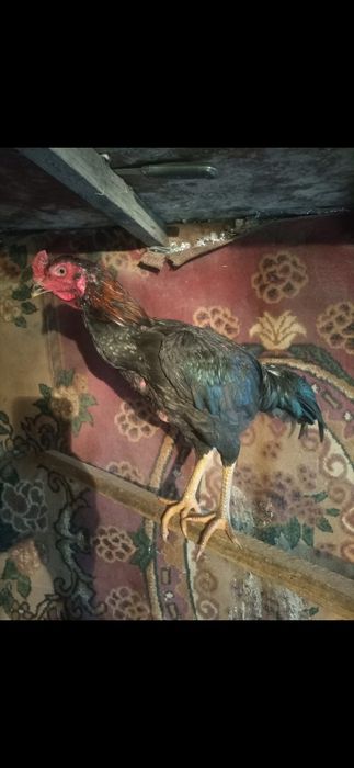 Продам курей даканов