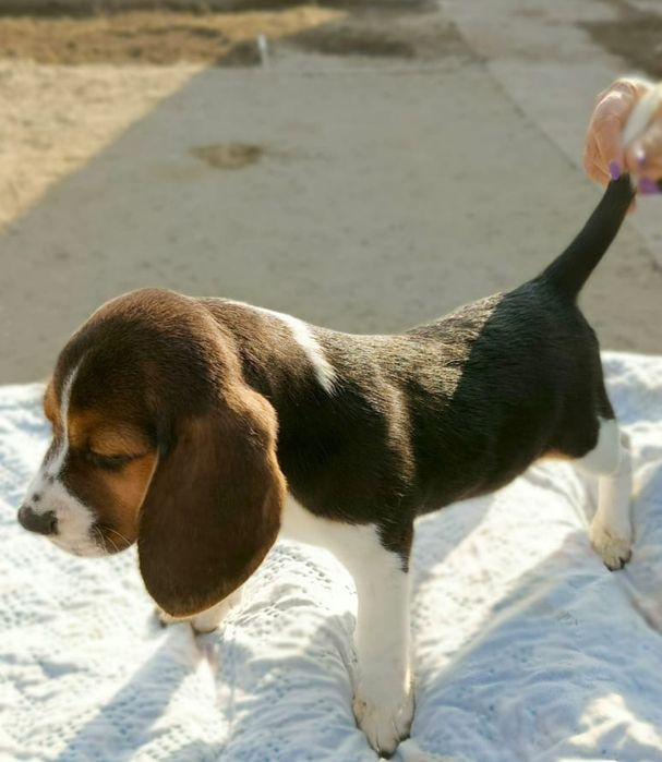 Щенки Бигль с документами