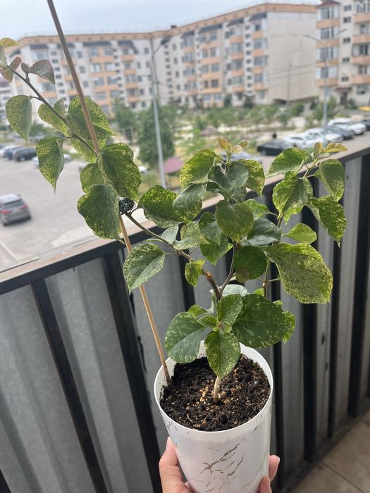 Комнатные растения