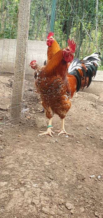 Ouă pentru incubat Pita Pinte Porțelan