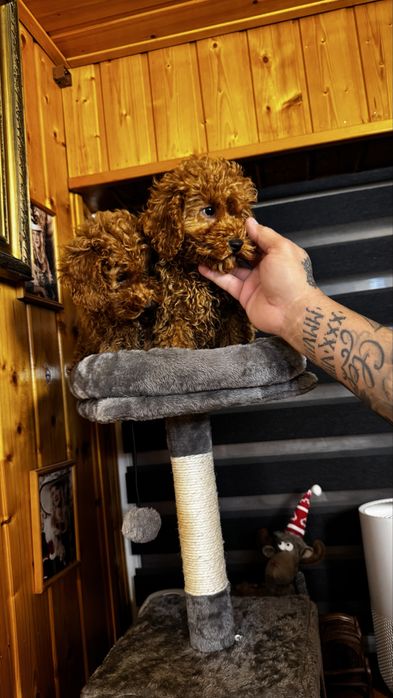 Pudeli mini toy de vanzare