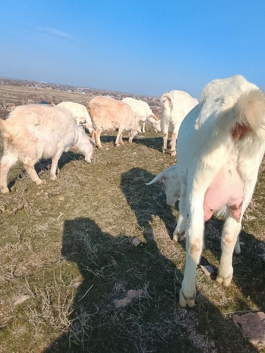 Козы перво котки