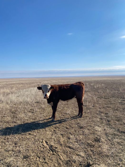 Продам бычков 11 голов