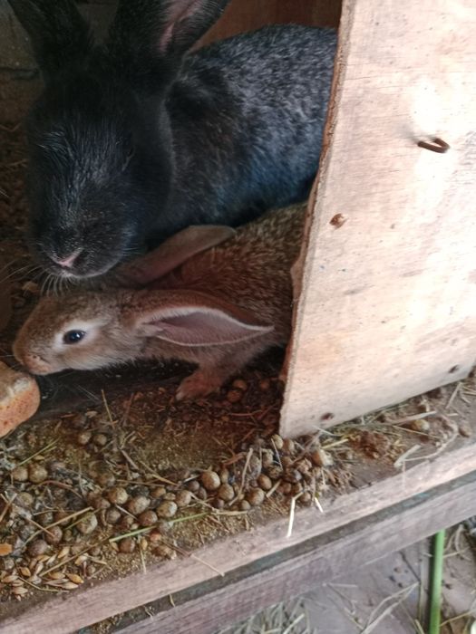 Продам крольчат месячных