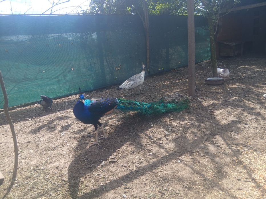 Ouă de păuni umeri negrii