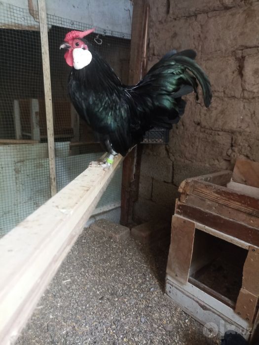 Bantam sotiladi      .