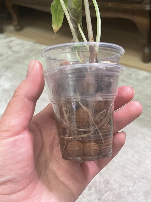 Продам Алоказию Полли