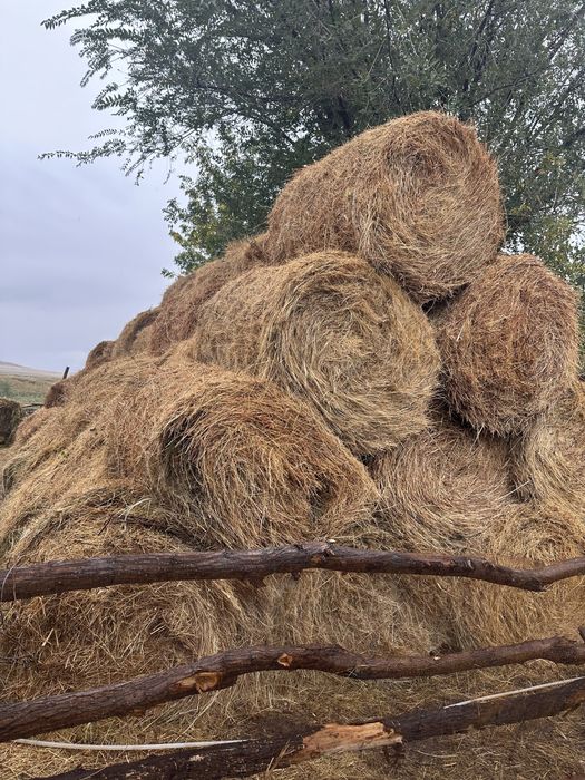 Рулон шөп сатамын 100 шт