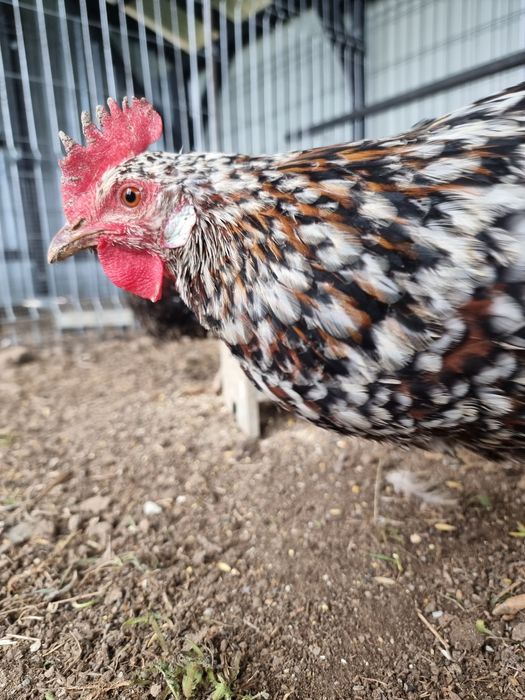 Oua incubat de gaina rasa italiana portelan