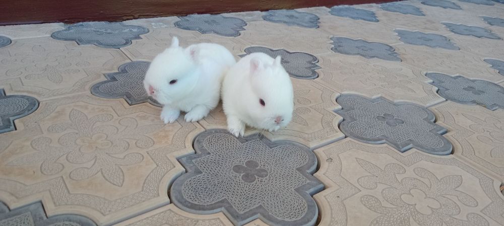 Germilin kalta quloq karlik bolalari
