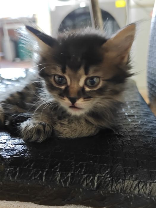 Отдам в добрые руки котят
