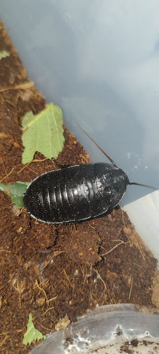 Мадагаскарские Тарканы