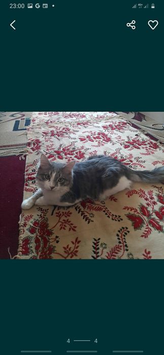 Отдам в добрые руки