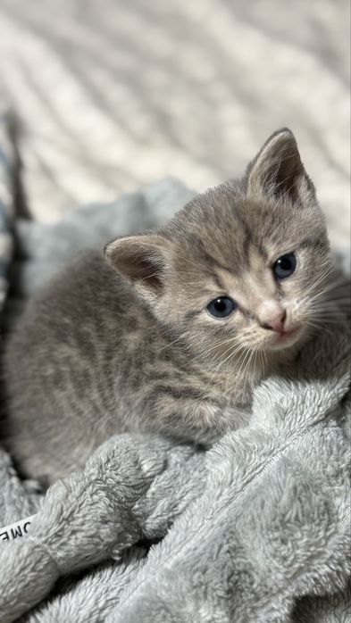 Котята ищут дом