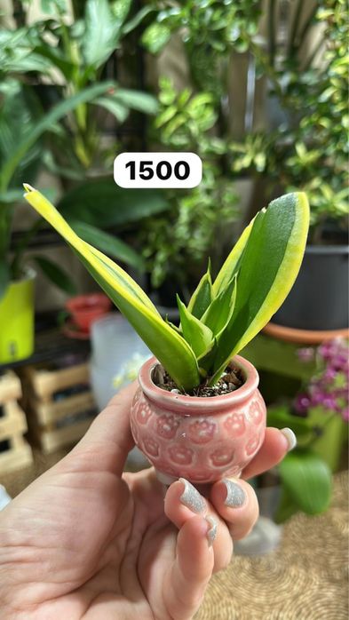 Комнатные растения