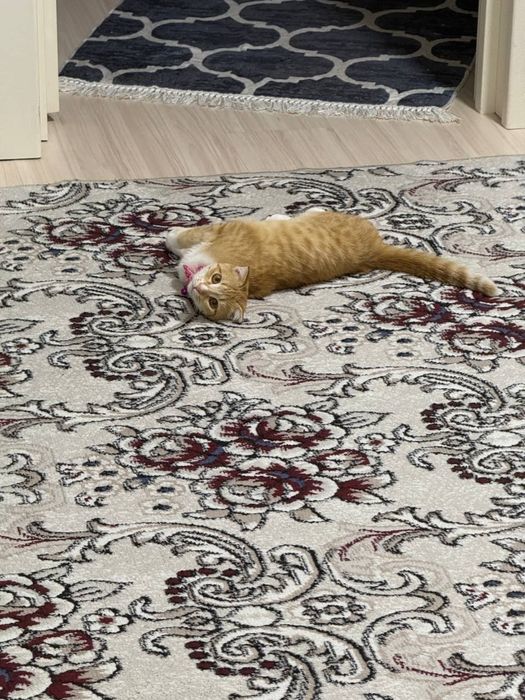 Скотиш котонёк продаётся