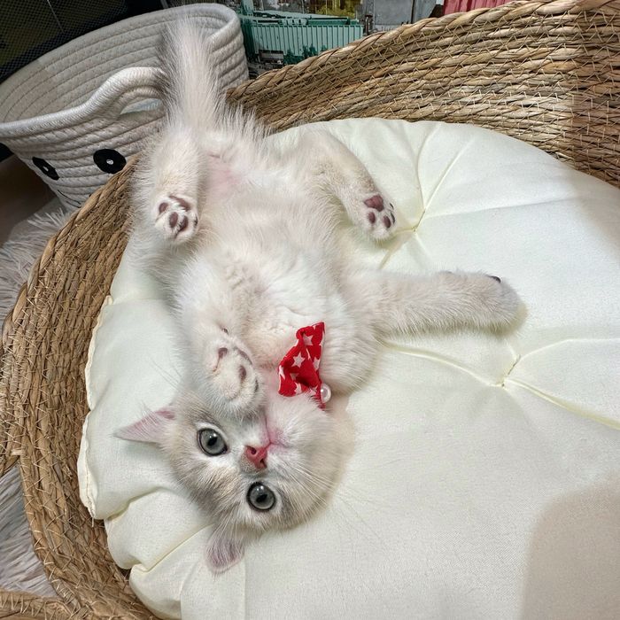 Băiețel British Shorthair Blue Golden cu pedigree