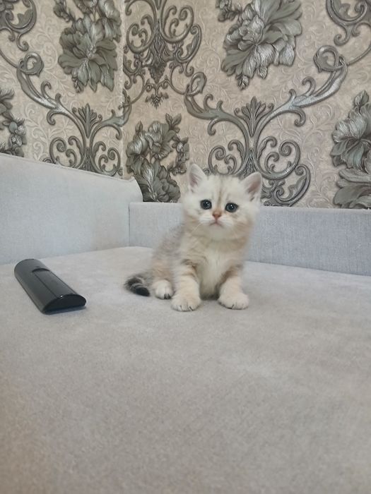 Продаётся девочка шиншилла британ