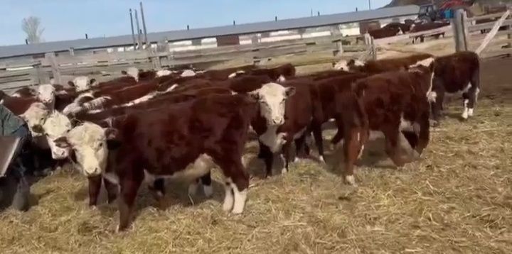 Бычки 25бас акбас