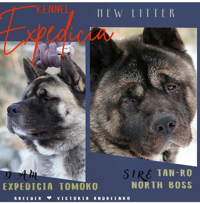 Апериканская акита резерв