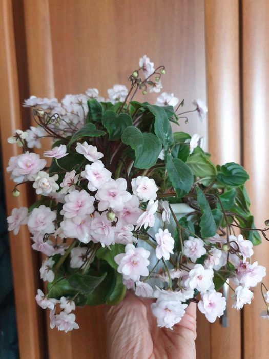 Фиалка (детка) Robel~s Vanilla Trail