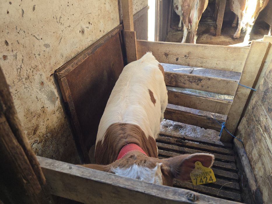 Vând două vițele Bălțată Românească