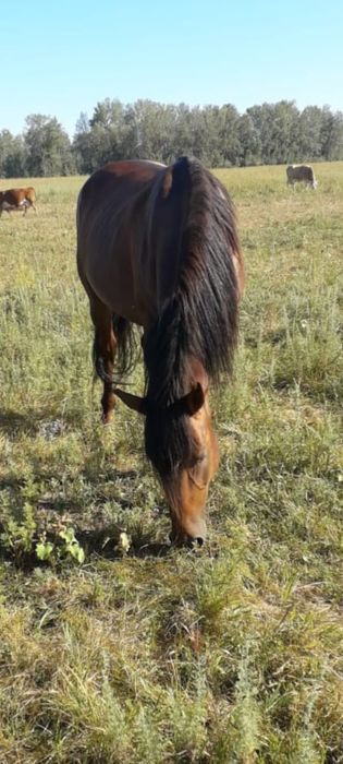 Продам ездового жеребца.