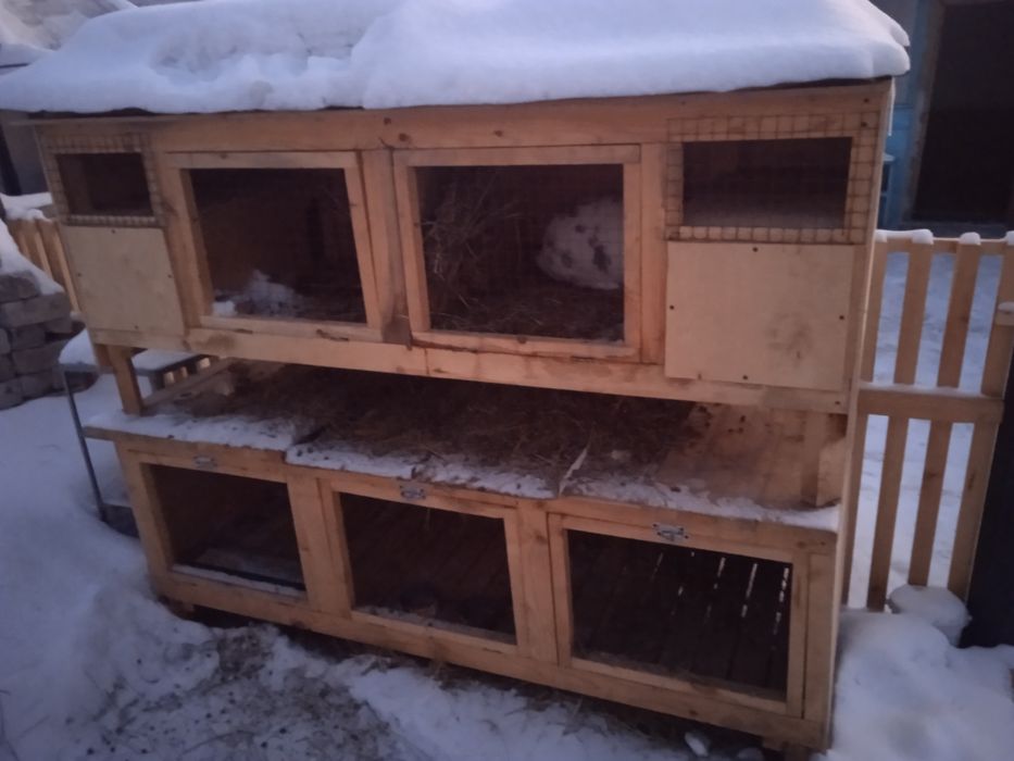 Продам маточники для разведения