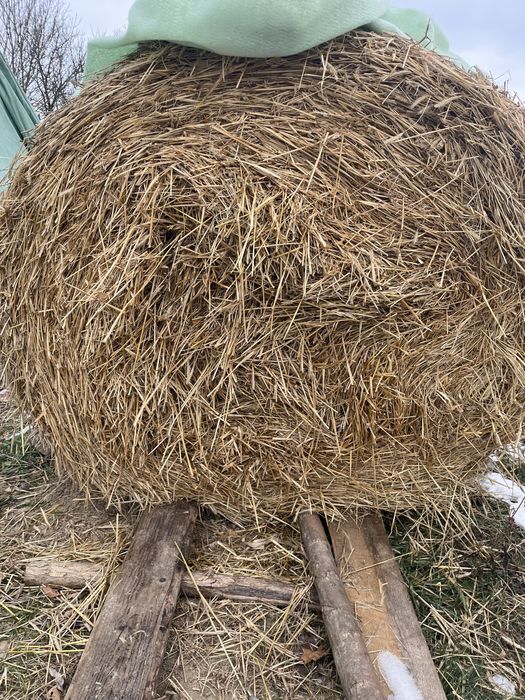 Baloti productie proprie 2025