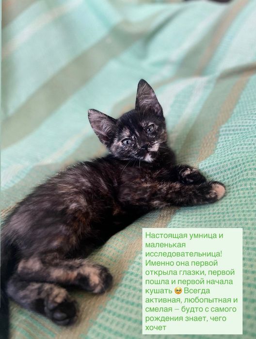 Отдаем котят в добрые руки