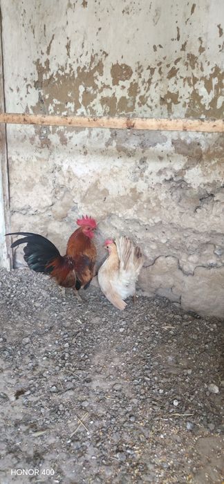 Serama 1 par +++
